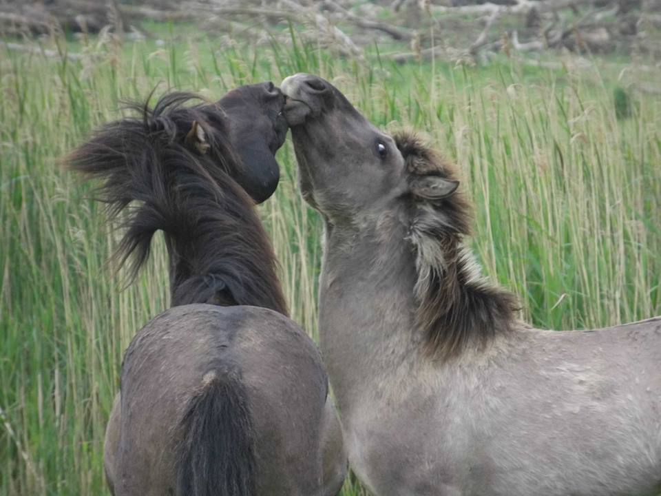 konikspaarden